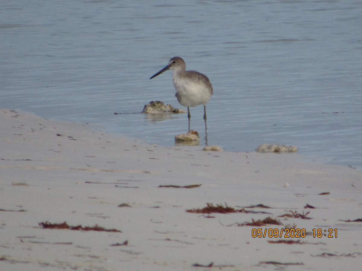 Willet - ML232867661