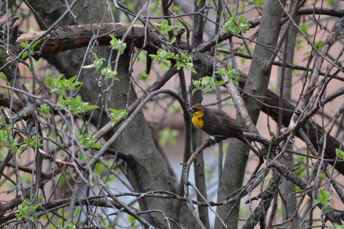 Yellow-headed Blackbird - ML232868091