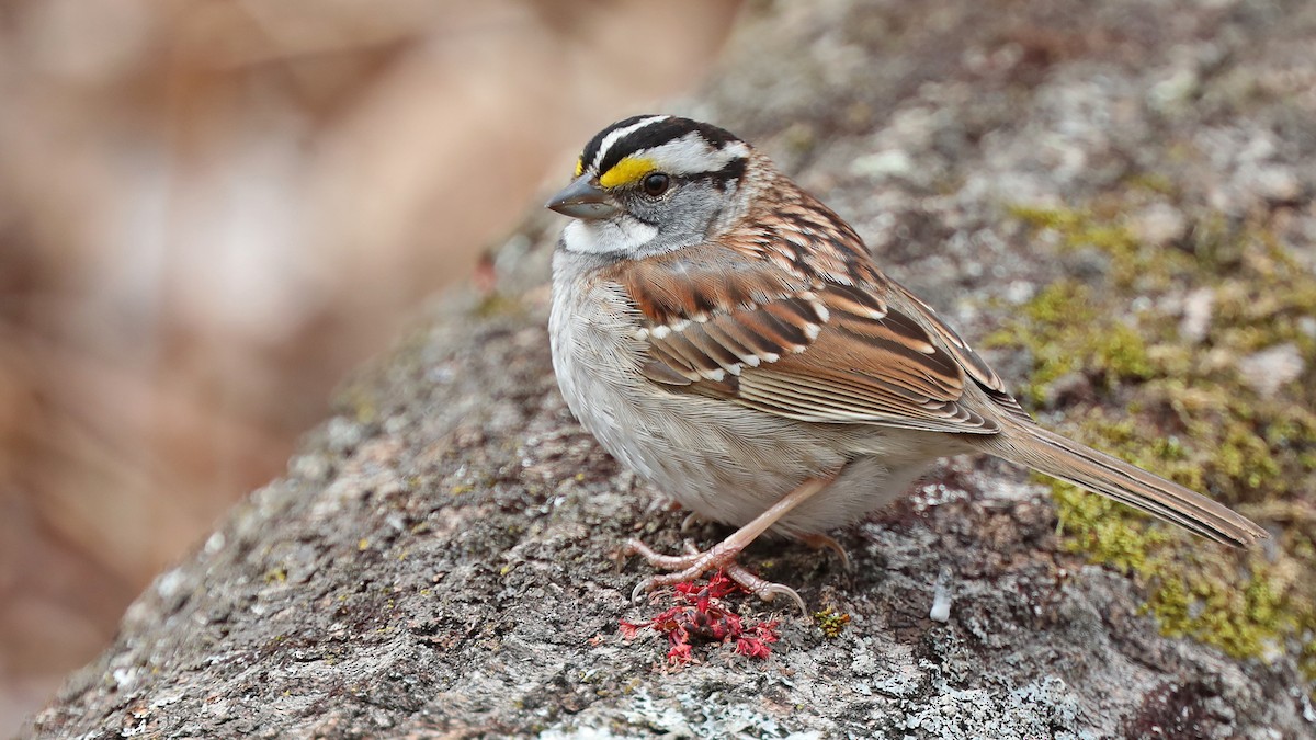 White-throated Sparrow - Daniel Jauvin