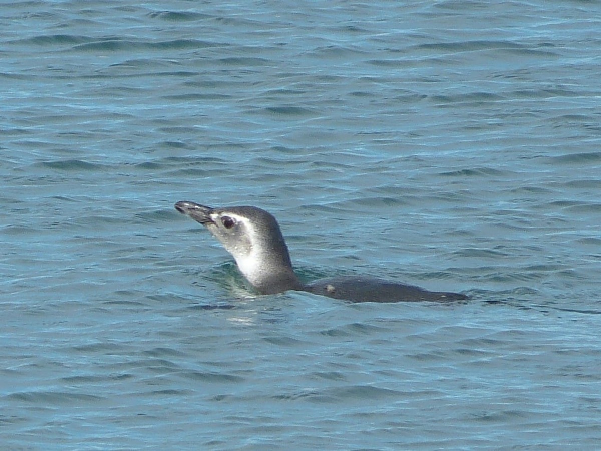 Magellanic Penguin - ML232869981