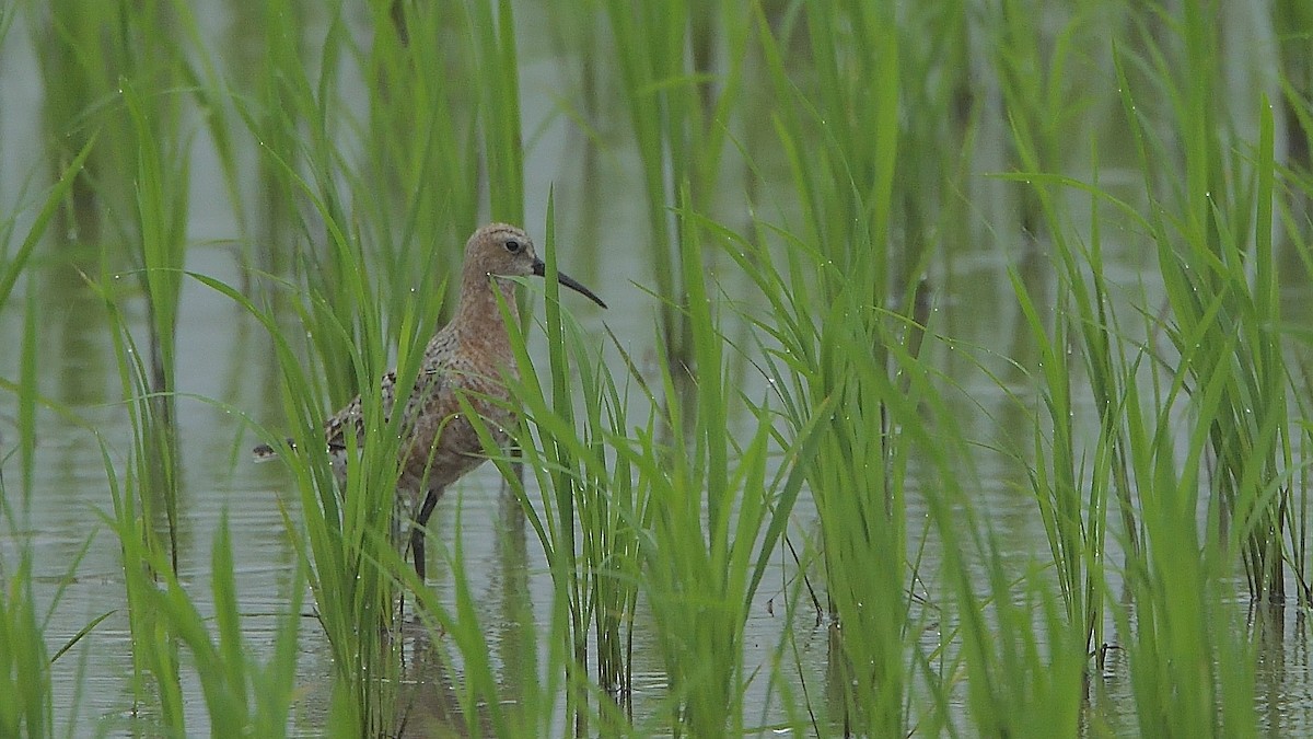 Curlew Sandpiper - ML232872001