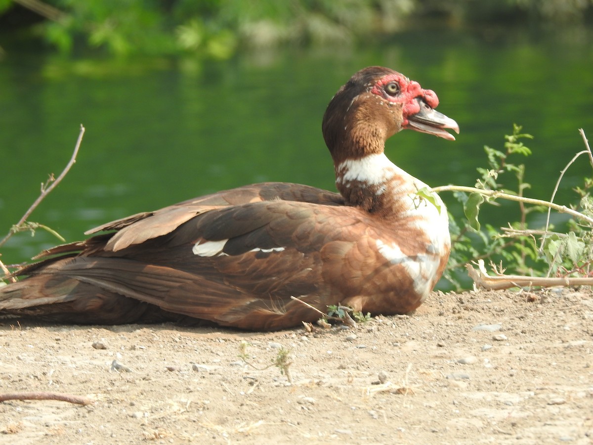 Muscovy Duck (Domestic type) - ML232872101