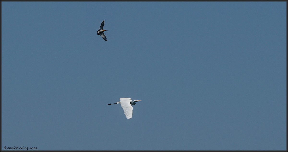 Great Egret - ML232873351