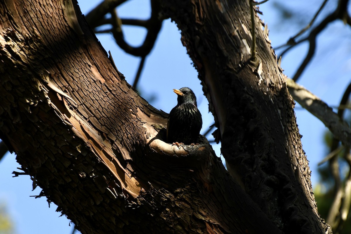 European Starling - ML232873381