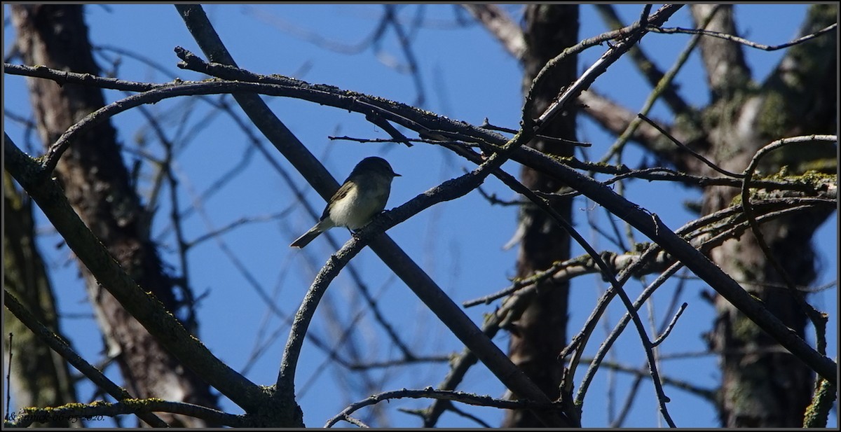 Common Chiffchaff - annick Decruyenaere