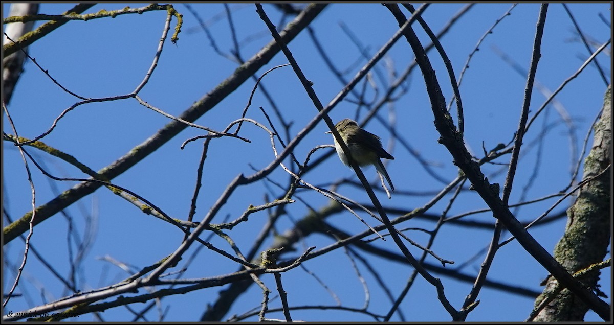 Common Chiffchaff - annick Decruyenaere