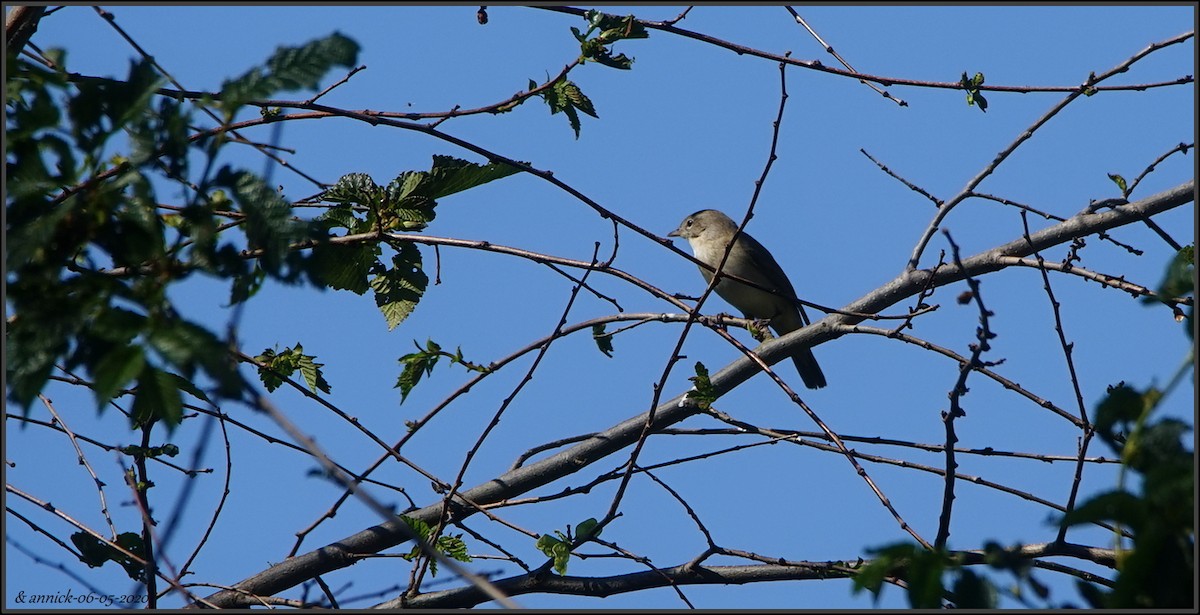 Garden Warbler - annick Decruyenaere