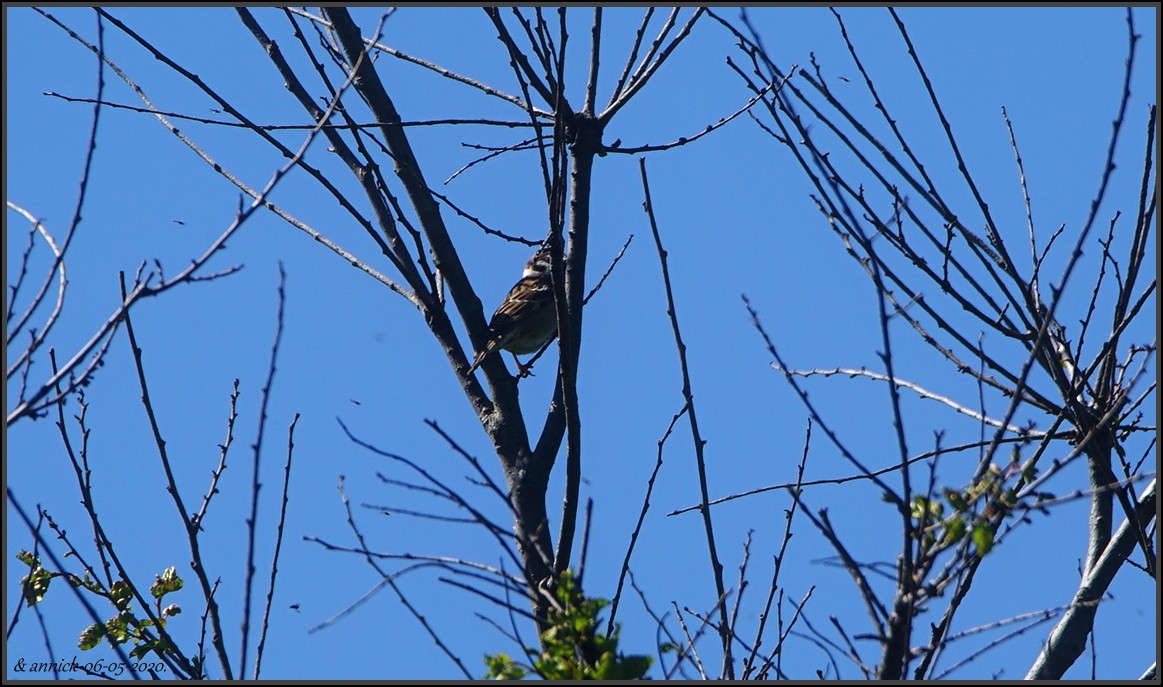 Eurasian Tree Sparrow - annick Decruyenaere