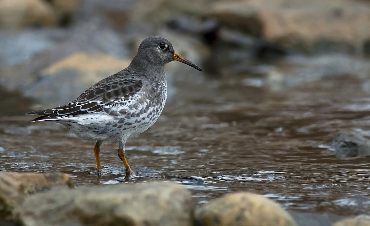 Purple Sandpiper - Joshua Vandermeulen