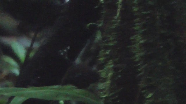 Zimmer's Antbird - ML232874171