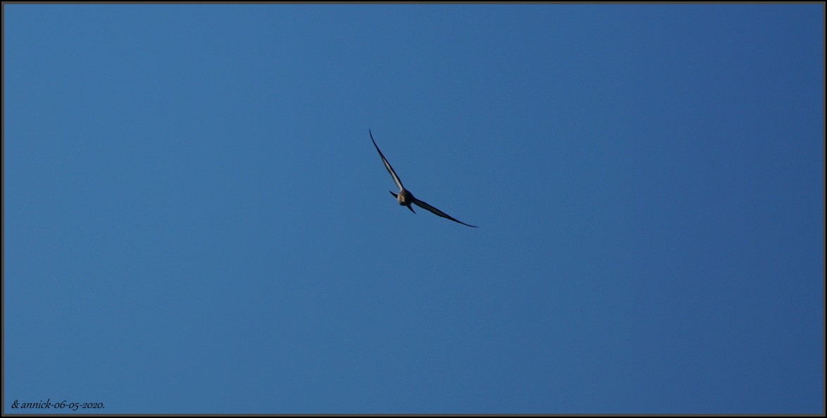 Black-tailed Godwit - ML232875071