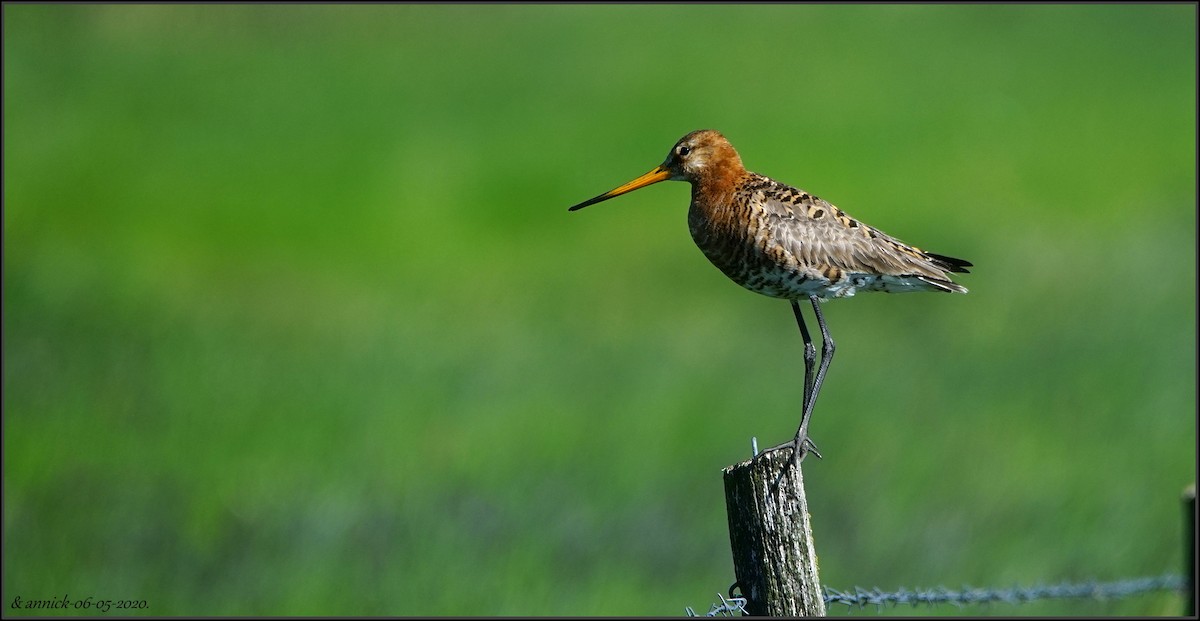 Black-tailed Godwit - annick Decruyenaere