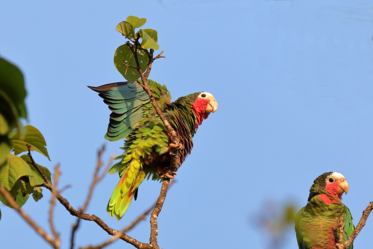 Kubaamazone (leucocephala) - ML232875441