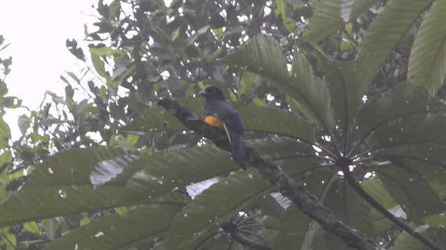 Trogon à queue blanche - ML232877251
