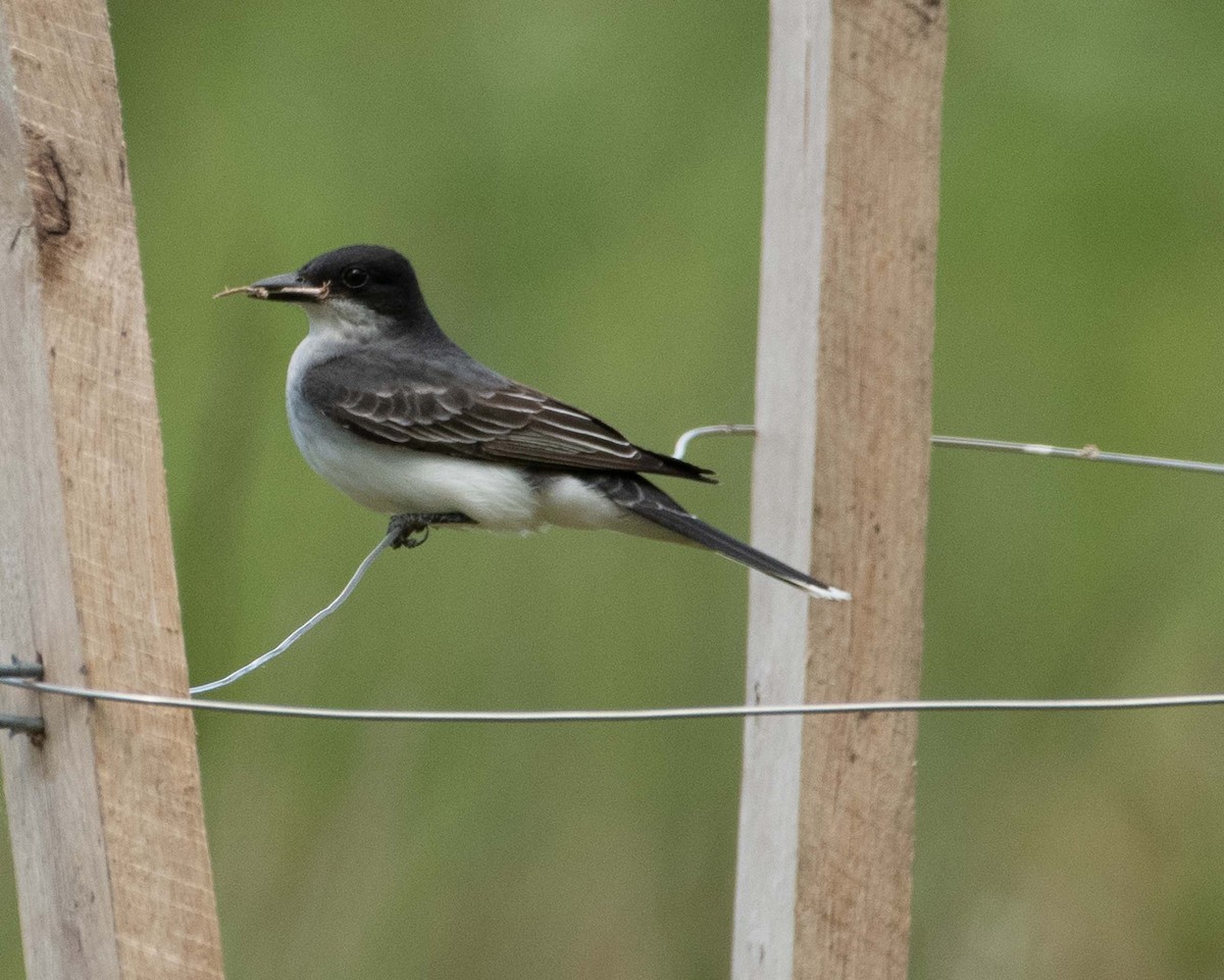 Eastern Kingbird - Keith Kennedy