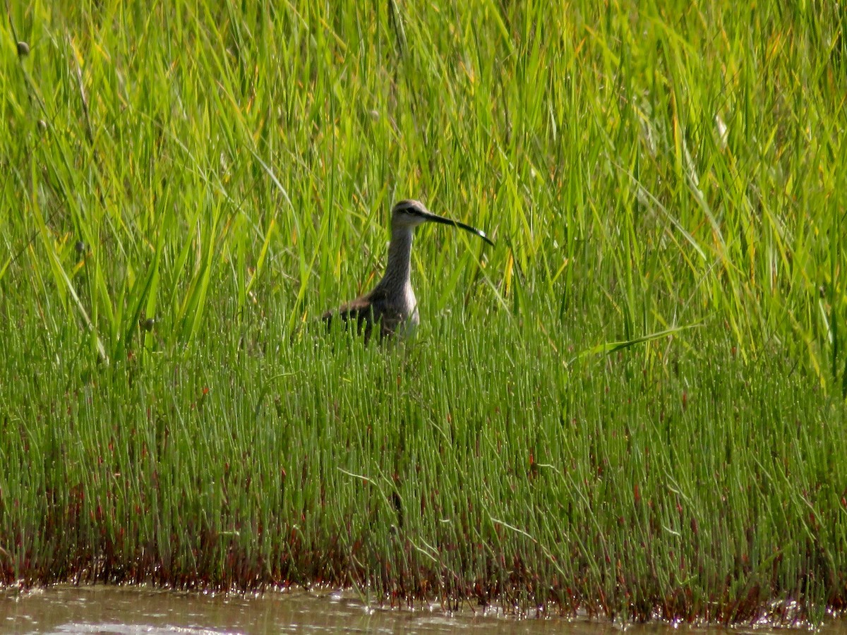 Whimbrel - karl  schmidt