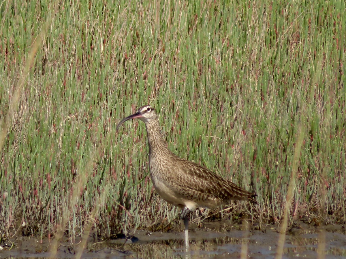 Whimbrel - karl  schmidt