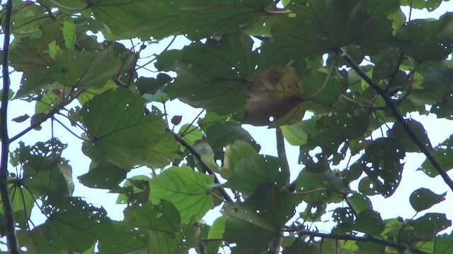 Western Striolated-Puffbird - ML232880561