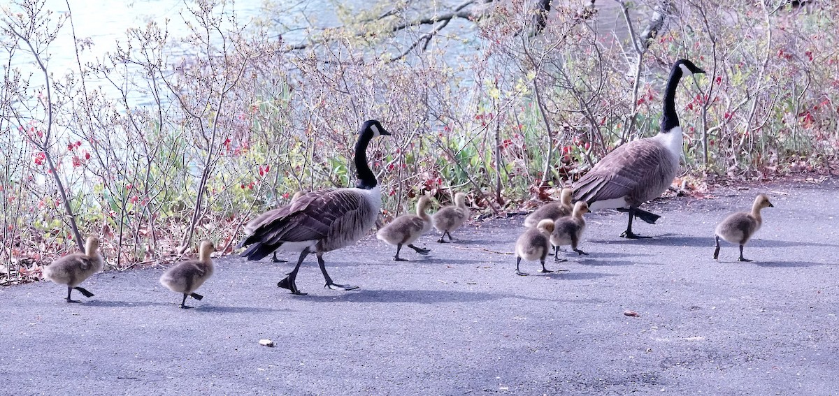 Canada Goose - ML232882041