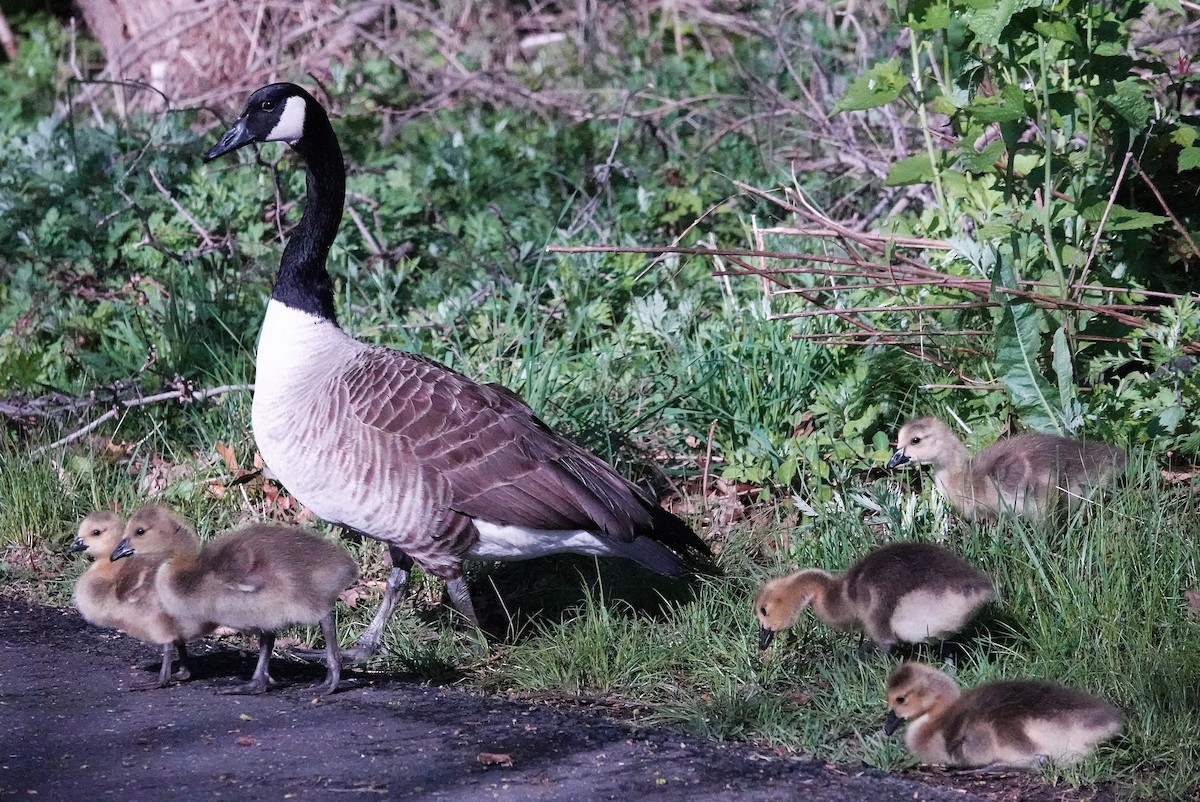 Canada Goose - ML232882081