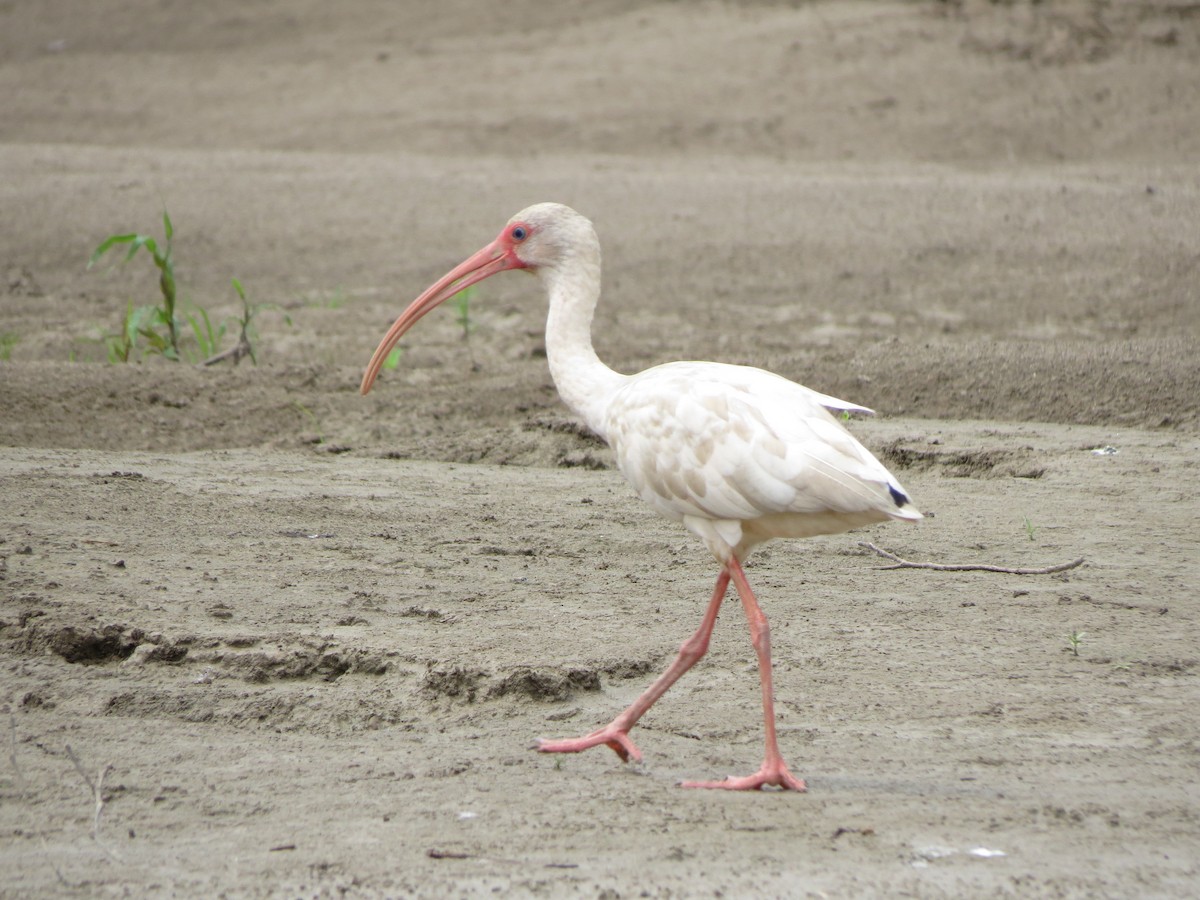 ibis bílý - ML232882461