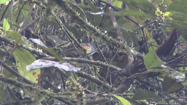 Peruvian Warbling-Antbird - ML232882511