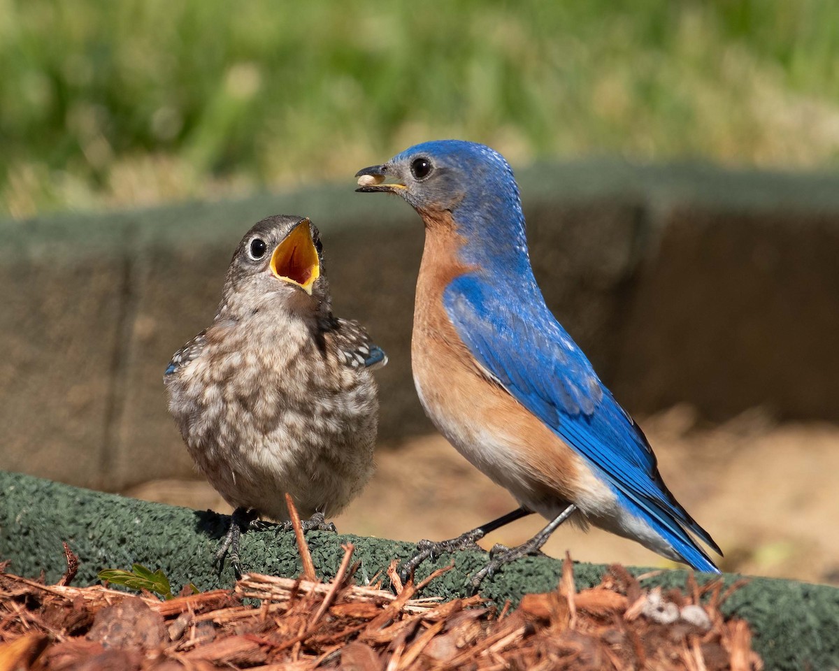 Eastern Bluebird - Keith Kennedy