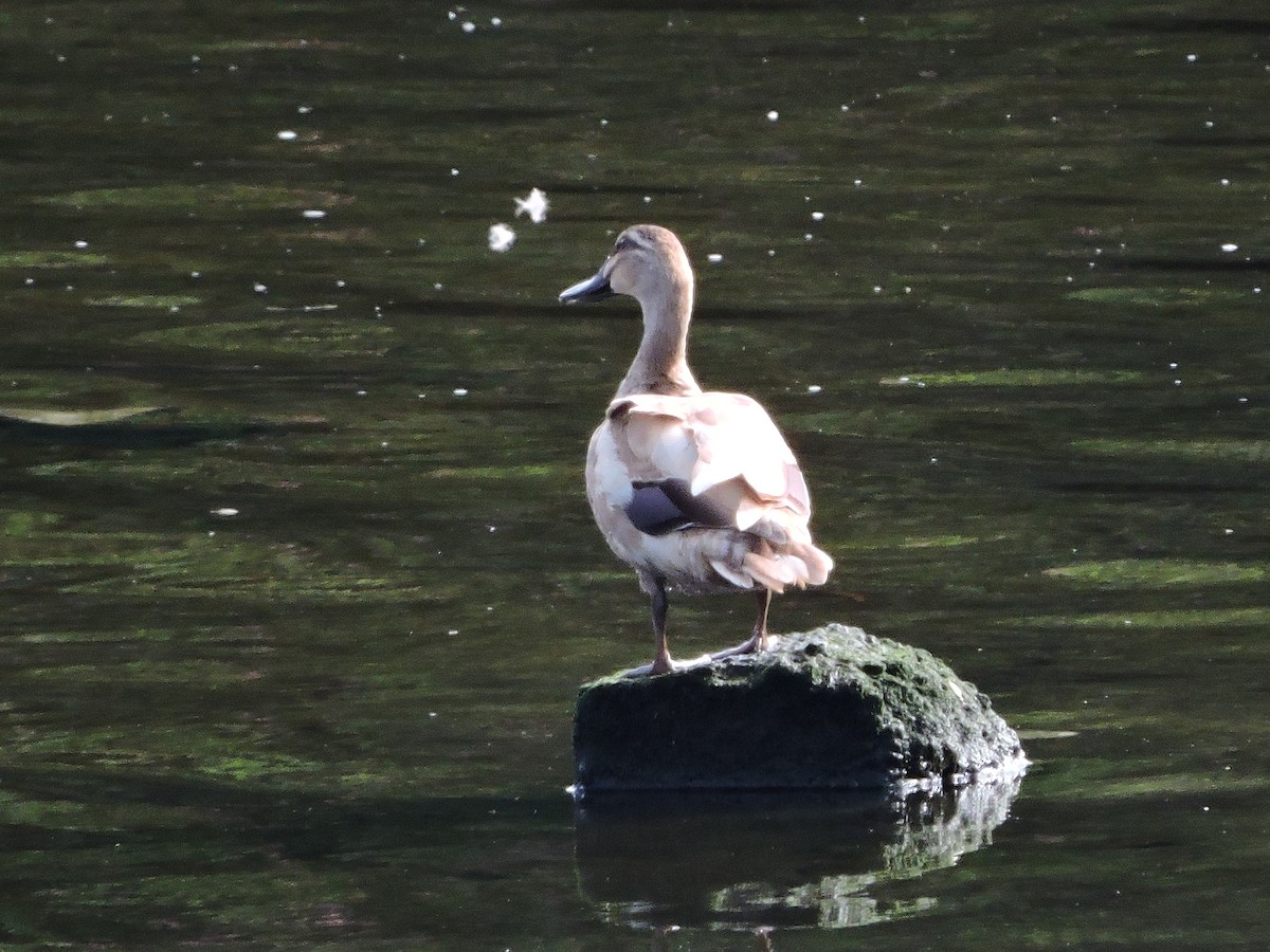 stripeand - ML23288291