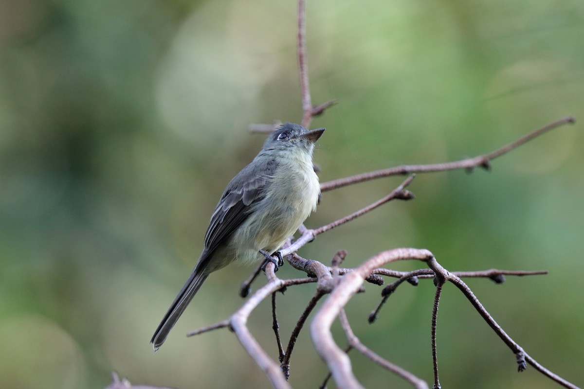 Cuban Pewee - ML232883071