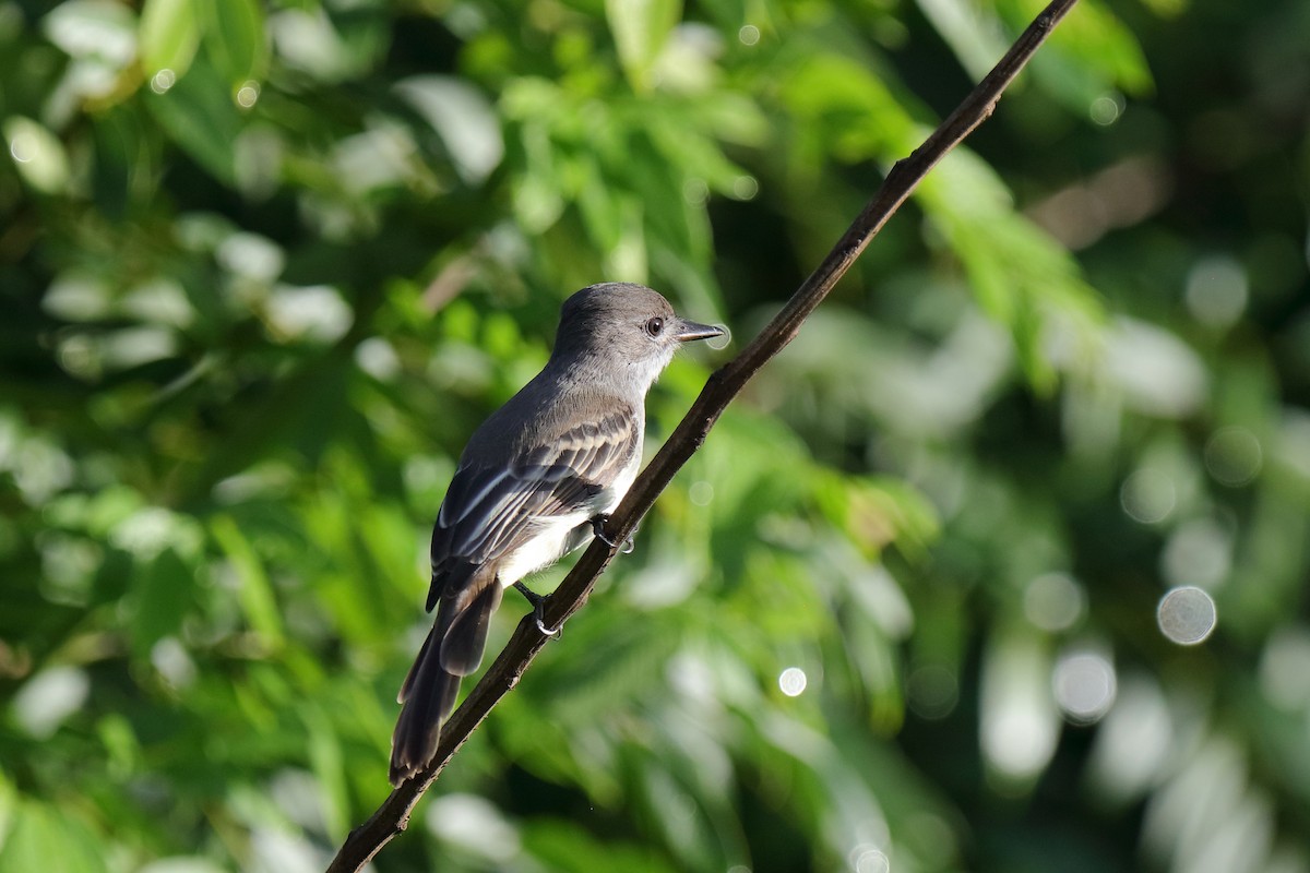 La Sagra's Flycatcher - ML232883091