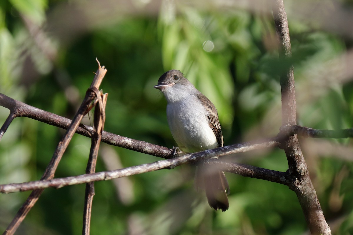 La Sagra's Flycatcher - ML232883181