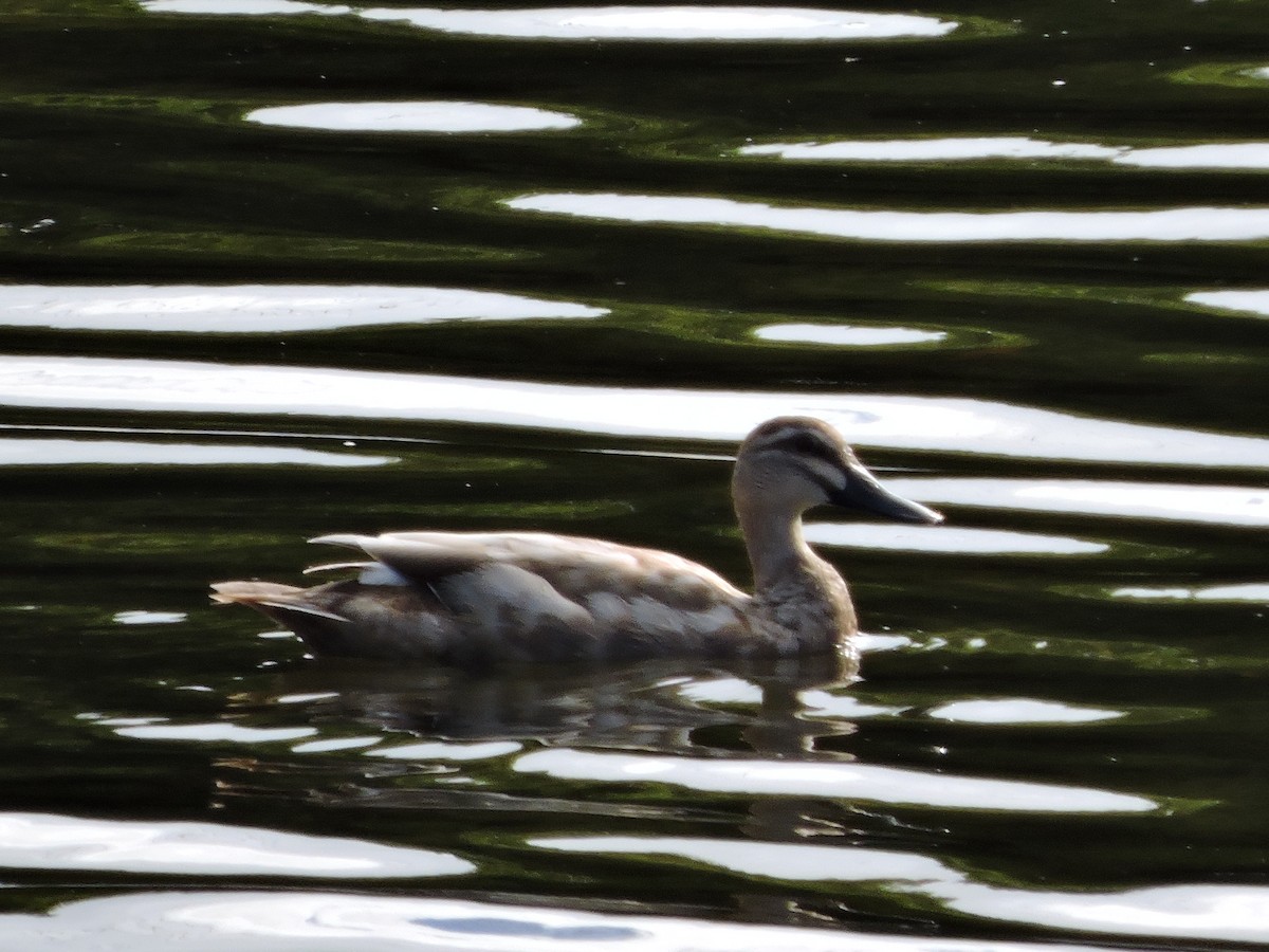 stripeand - ML23288351