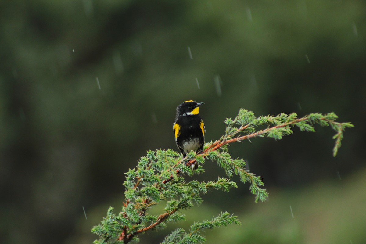 Yellow-rumped Warbler (Goldman's) - ML232885201