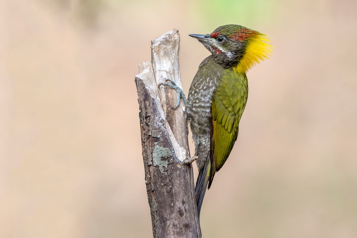 Lesser Yellownape - Aseem Kothiala