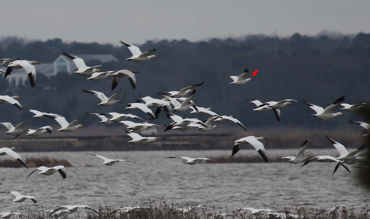 Ross's Goose - Darlene Emers