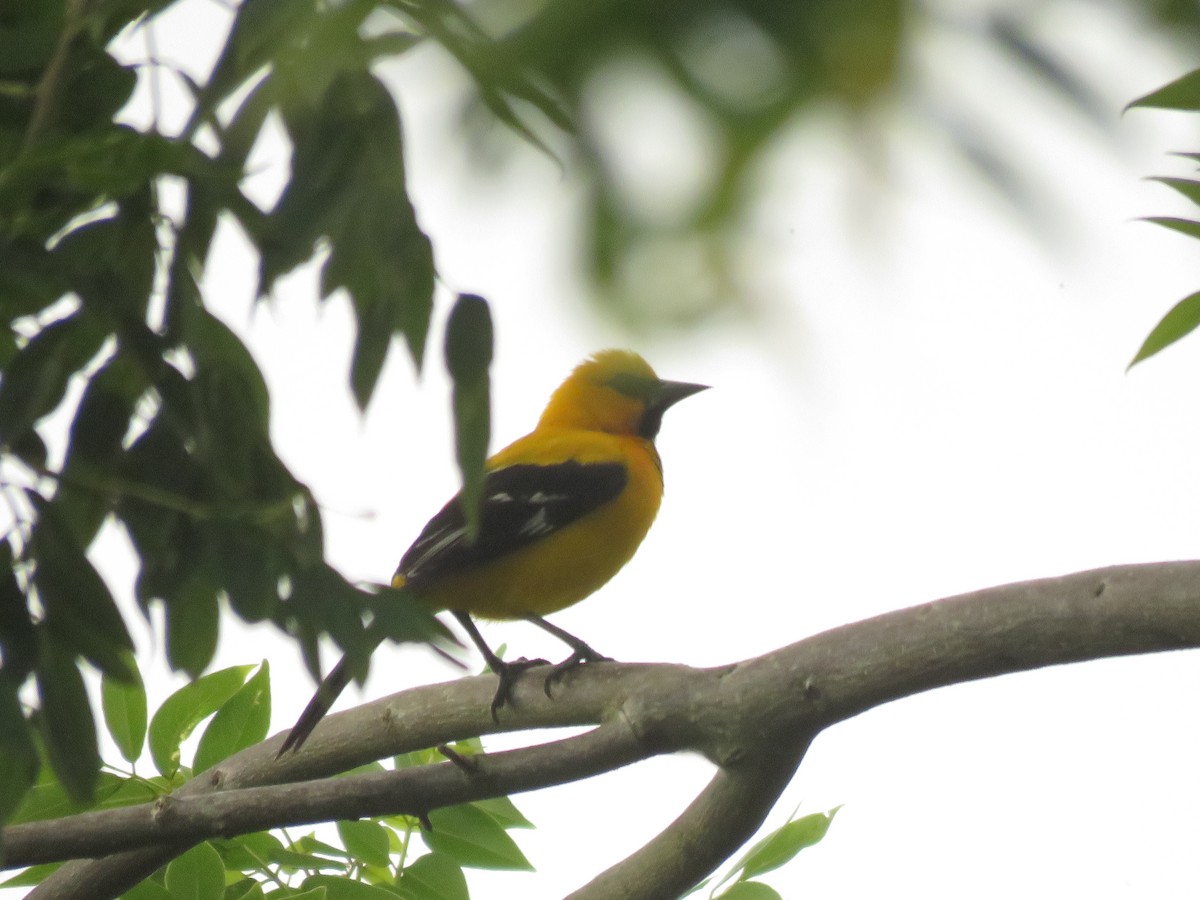 Yellow Oriole - ML232886131