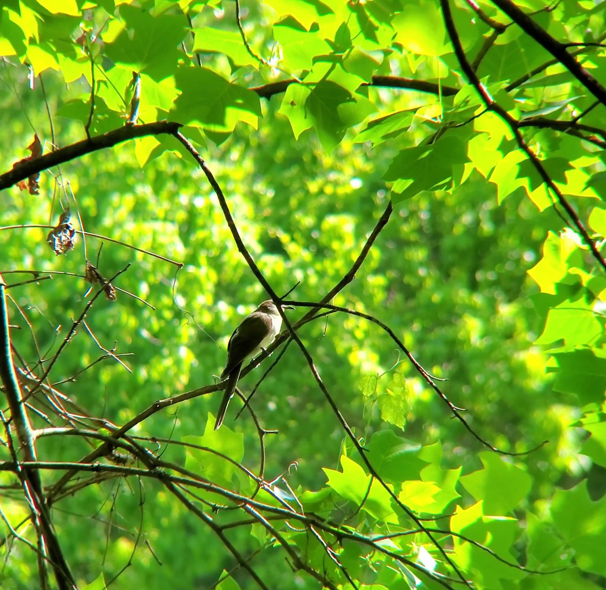 Black-billed Cuckoo - ML232886941