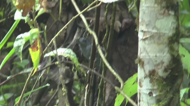 Fasciated Antshrike - ML232887251