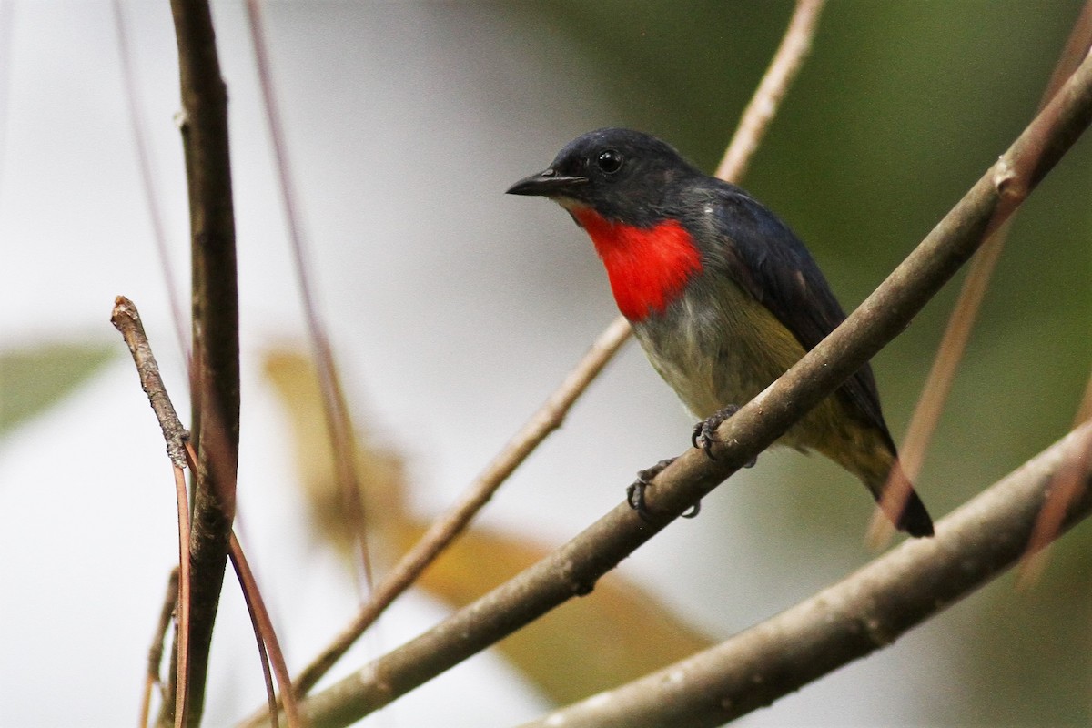 Black-sided Flowerpecker - 🦉Richard Aracil🦅