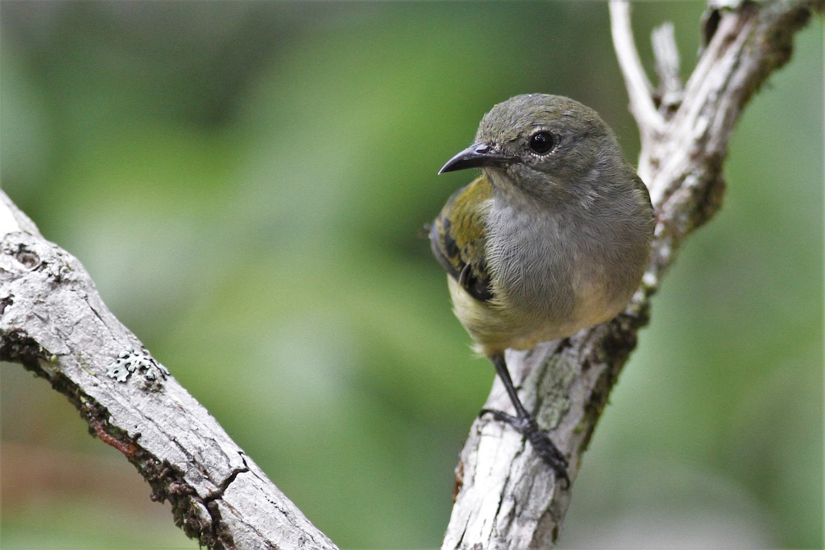 Black-sided Flowerpecker - ML232887521