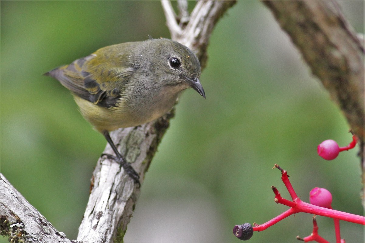 Black-sided Flowerpecker - 🦉Richard Aracil🦅