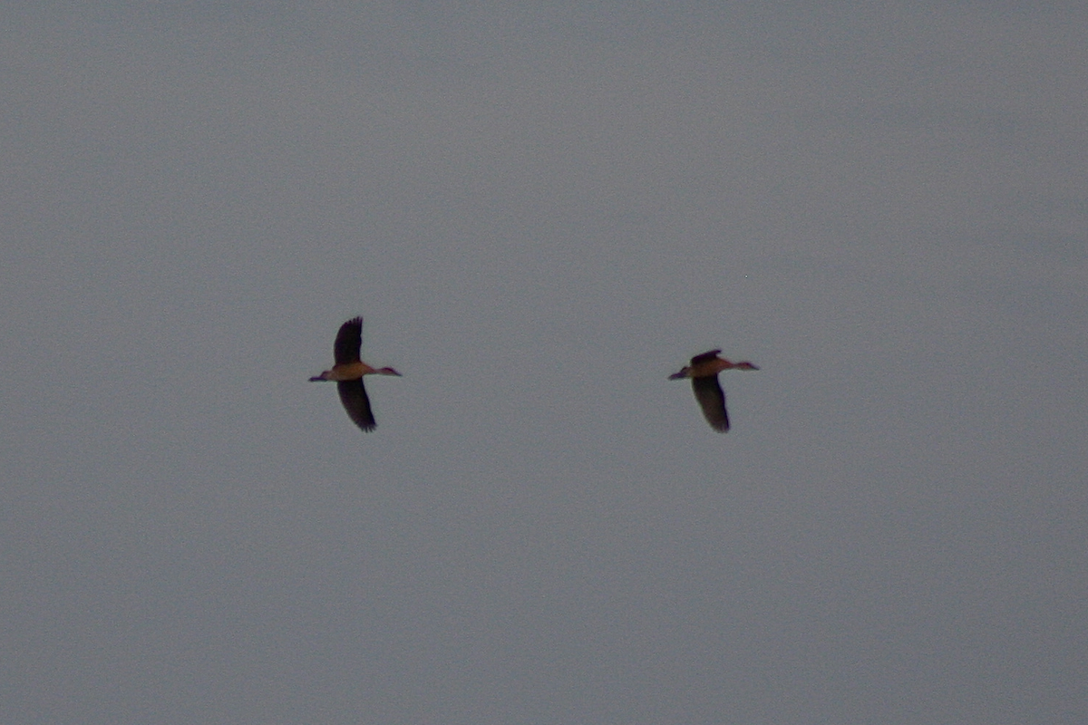 Fulvous Whistling-Duck - David Simpson