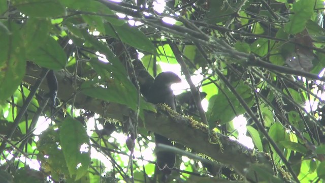 Slate-colored Grosbeak - ML232888881
