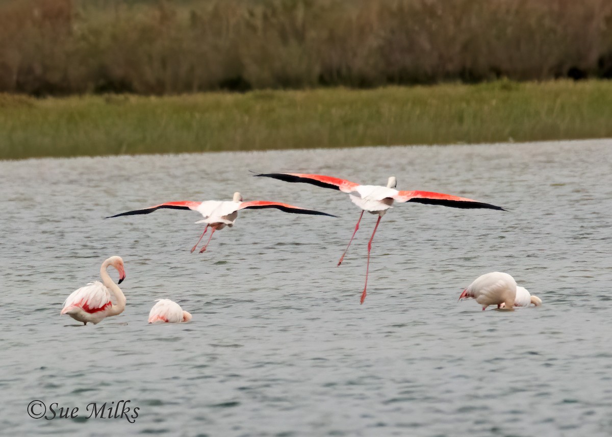 Greater Flamingo - ML232889321