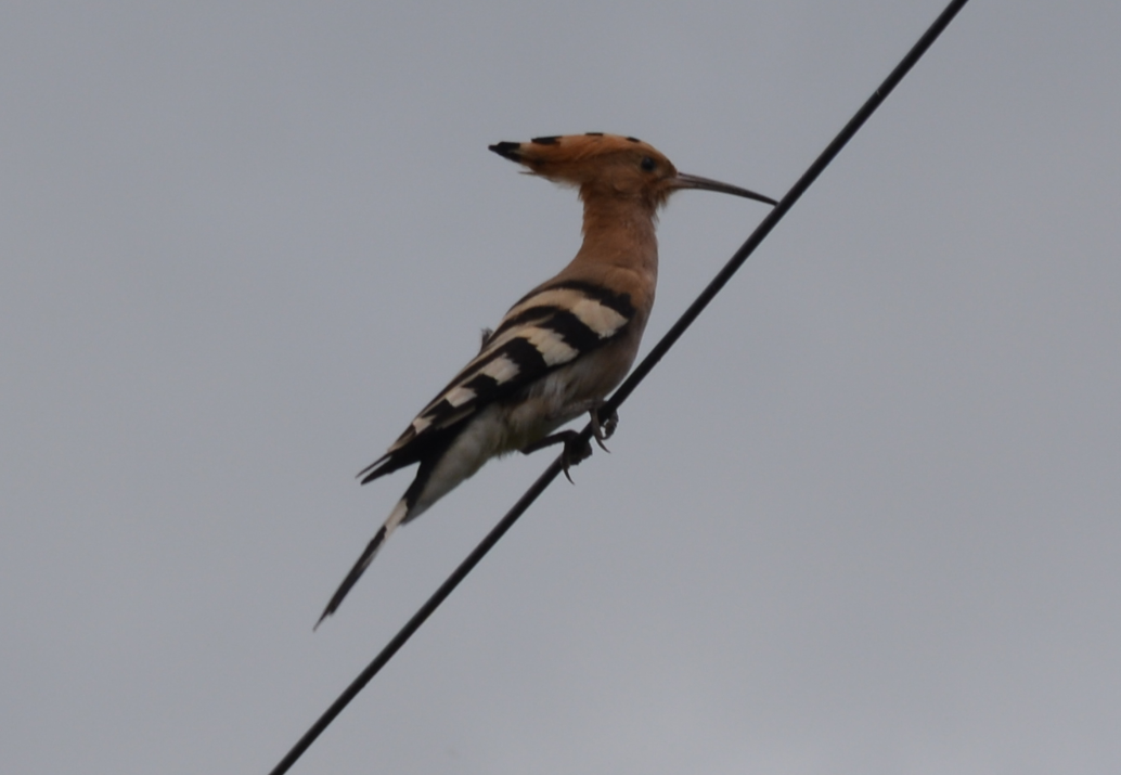 Eurasian Hoopoe - ML232889991