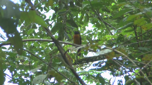 Fulvous Shrike-Tanager - ML232890031