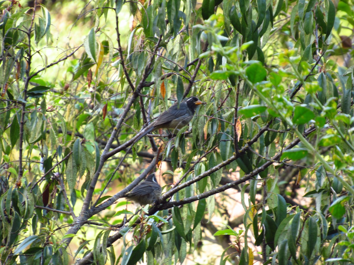 Golden-billed Saltator - ML232891011