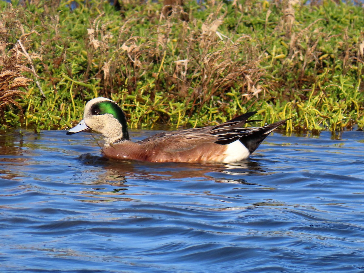 American Wigeon - ML232891461