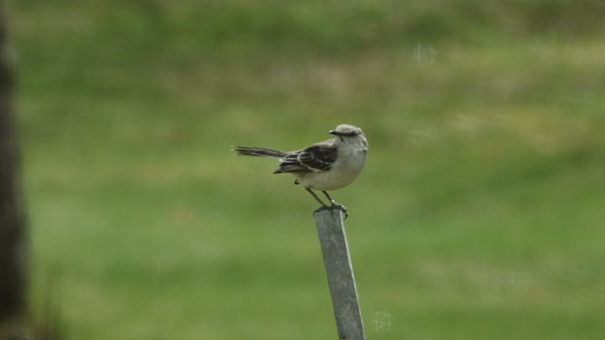 Northern Mockingbird - ML232891811