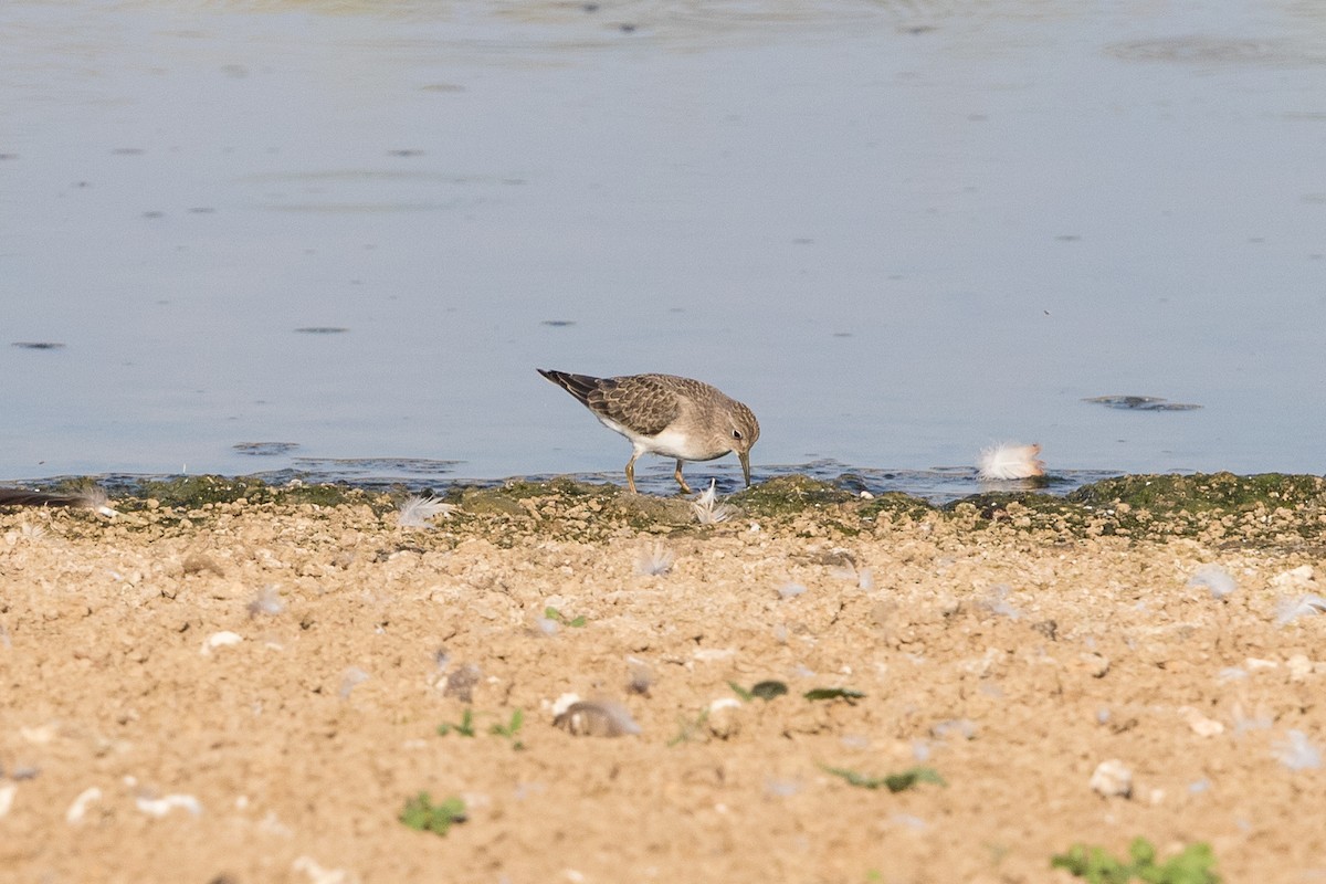 Temminck's Stint - Stefan Hirsch